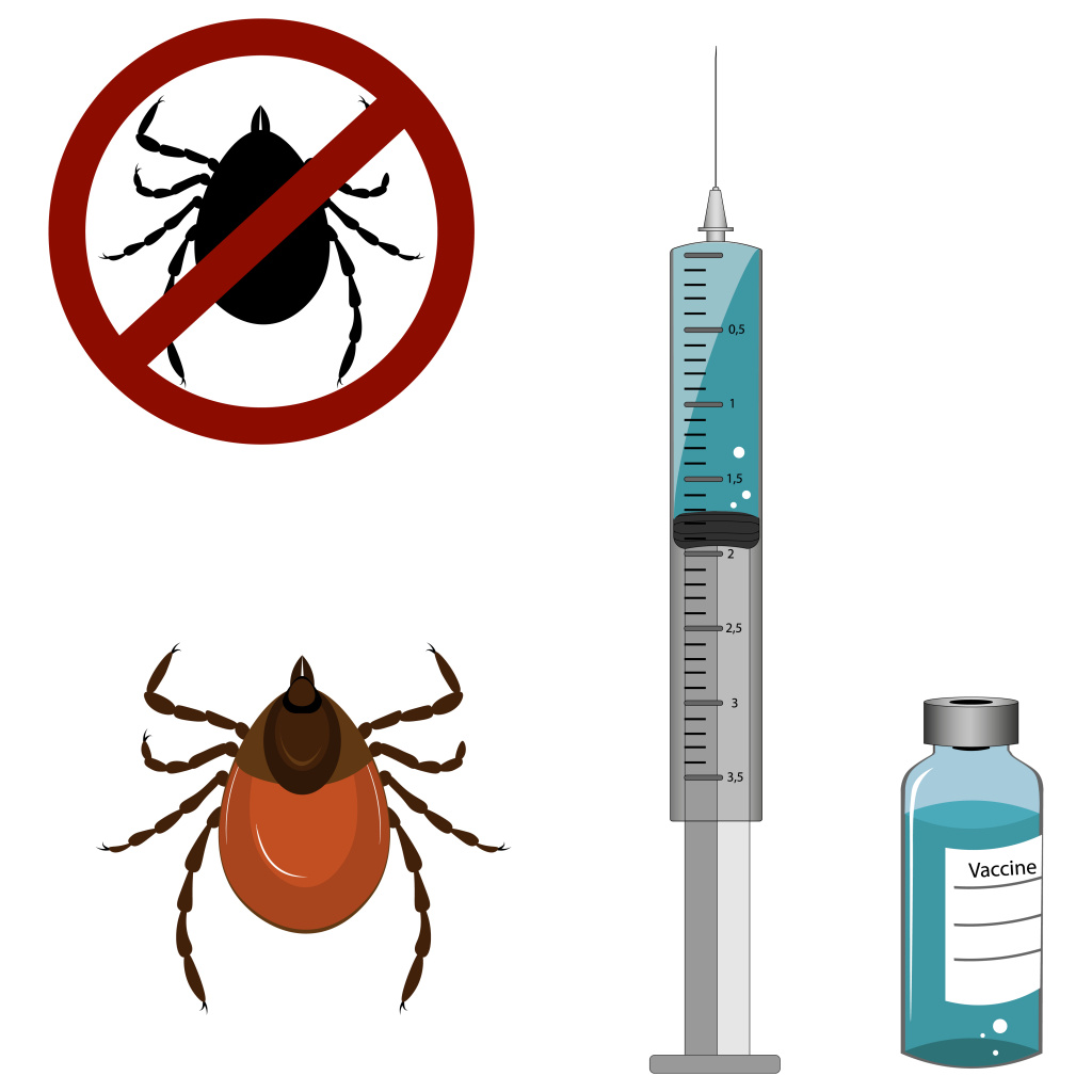 ВАКЦИНОПРОФИЛАКТИКА КЛЕЩЕВОГО ЭНЦЕФАЛИТА ВАКЦИНОПРОФИЛАКТИКА КЛЕЩЕВОГО ЭНЦЕФАЛИТА